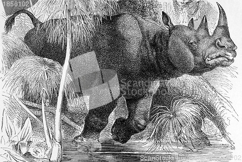 Image of Black Rhinoceros