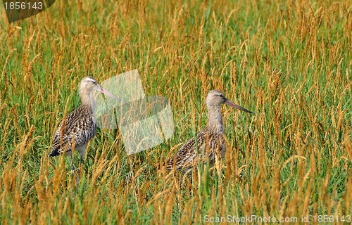 Image of woodcocks