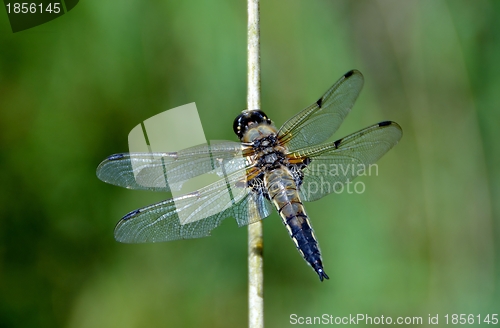 Image of dragonfly