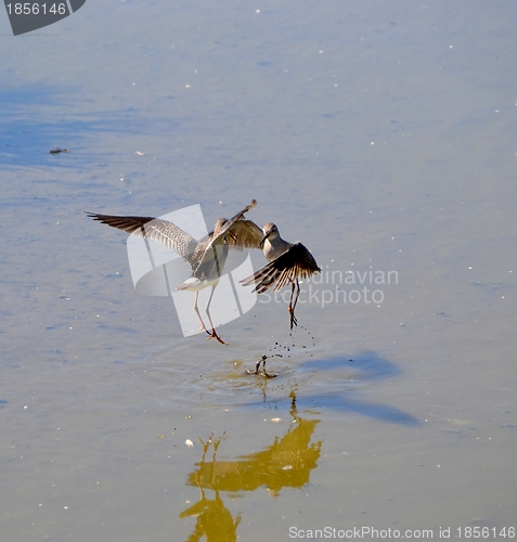 Image of woodcocks