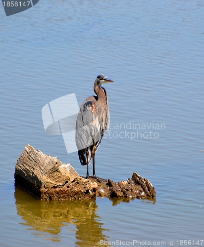 Image of  Heron