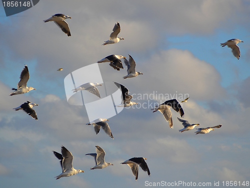 Image of seagulls flying