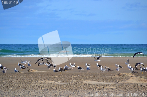 Image of seagulls at the beach