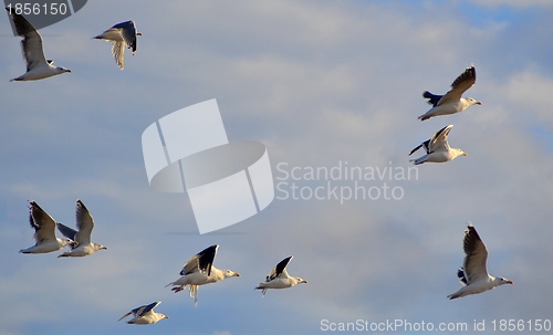 Image of seagulls 