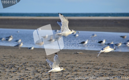 Image of seagulls at the beach