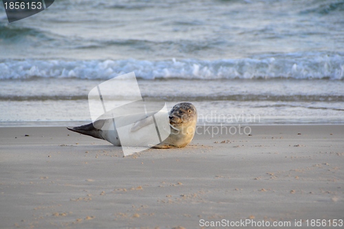 Image of seals on the beach