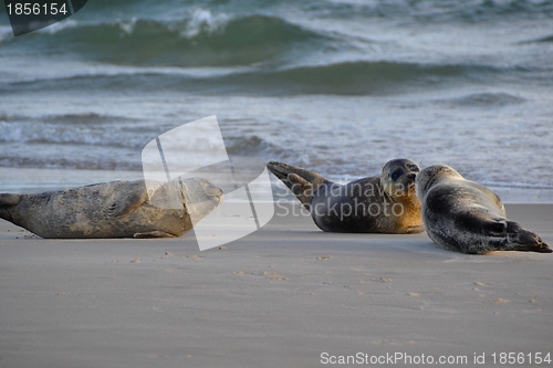 Image of Seals on the beach