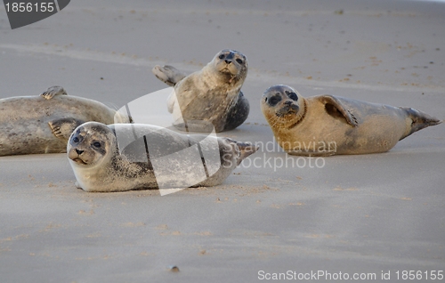 Image of Seals on the beach