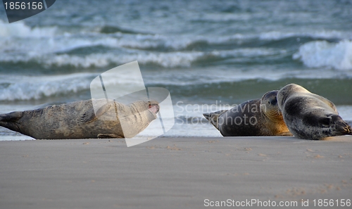 Image of Seals on the beach