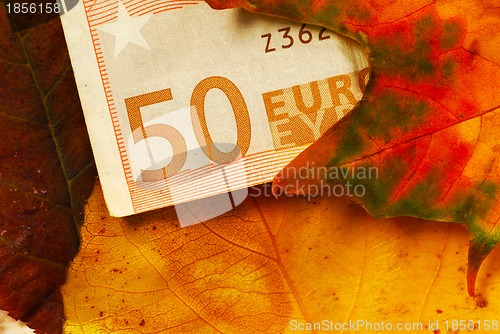 Image of Fifty euro banknote between autumn leaves