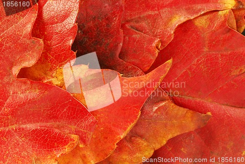 Image of Autumn leaves