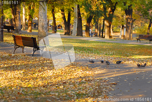 Image of Autumn park