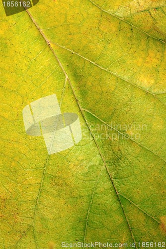 Image of Green autumn leaf texture
