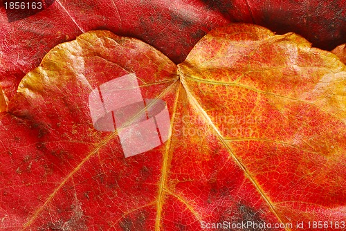 Image of Red  autumn leaf texture