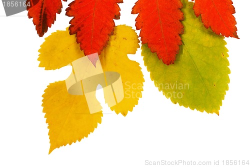 Image of Autumn leaves