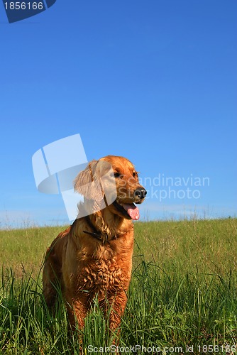 Image of Golden retriever dog portrait