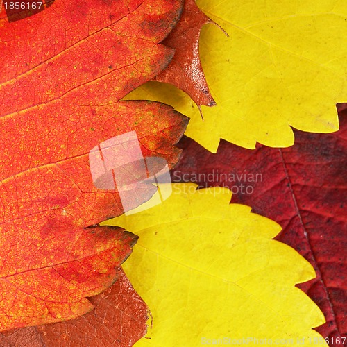Image of Autumn leaves