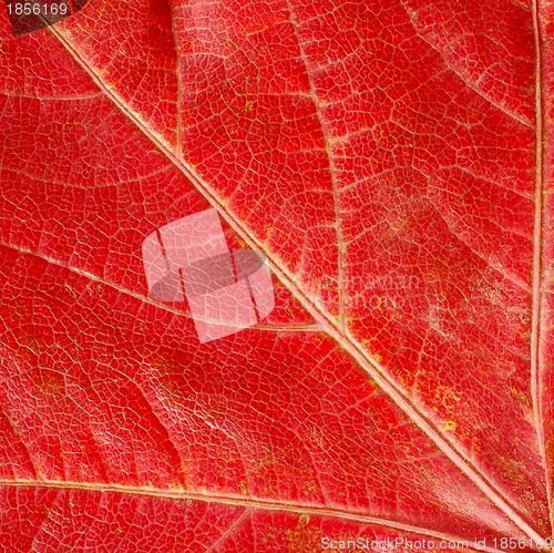 Image of Red  autumn leaf texture