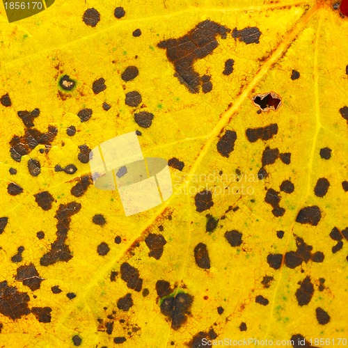 Image of Yellow spotted autumn leaf texture