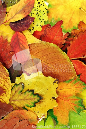 Image of Autumn leaves