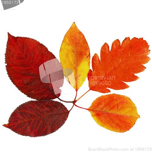Image of Autumn leaves