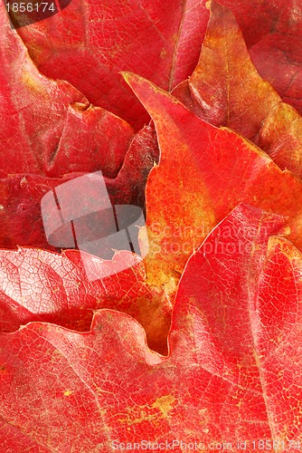 Image of Autumn leaves