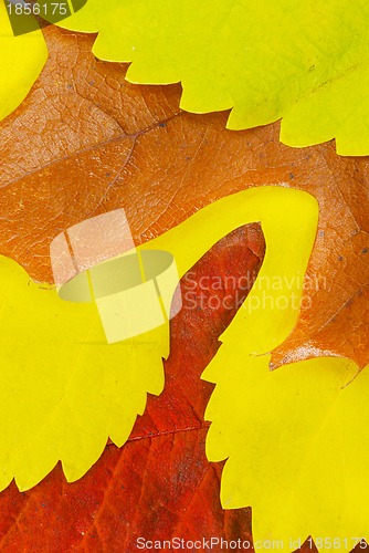 Image of Autumn leaves