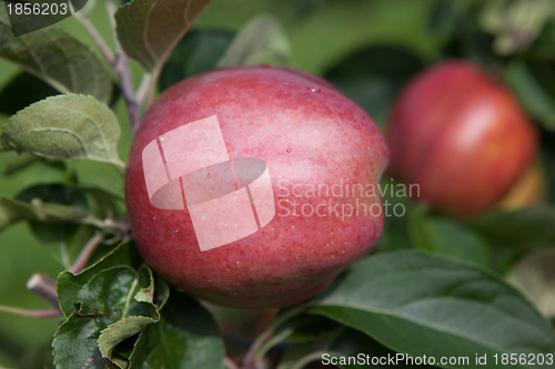 Image of Ripe Apples