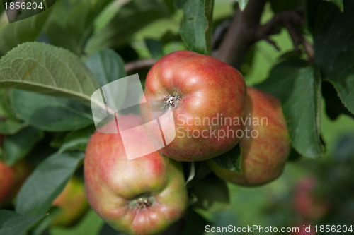 Image of Ripe Apples