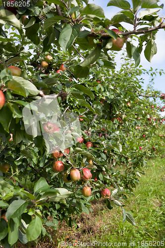 Image of Ripe Apples