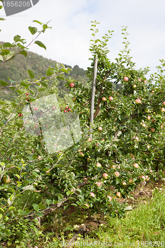 Image of Ripe Apples