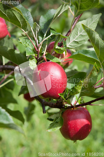 Image of Ripe Apples