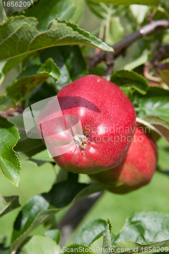 Image of Ripe Apples