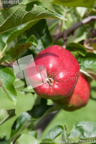 Image of Ripe Apples