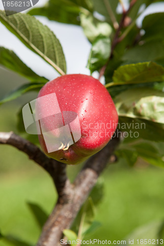 Image of Ripe Apples