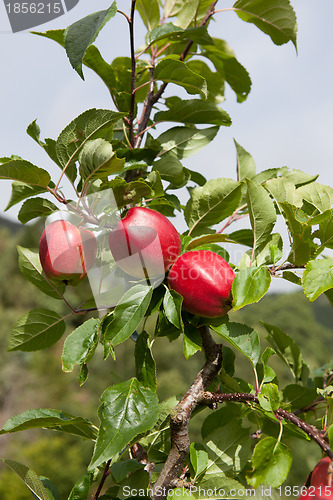 Image of Ripe Apples