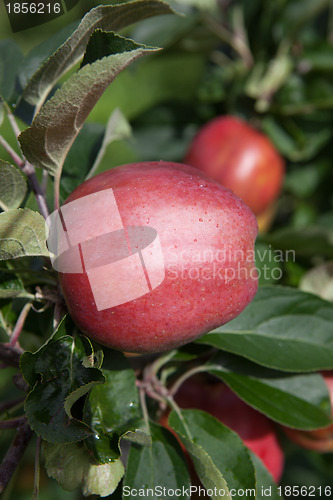 Image of Ripe Apples