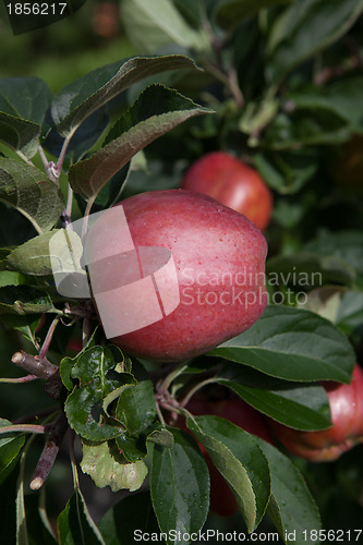 Image of Ripe Apples