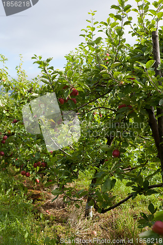 Image of Ripe Apples