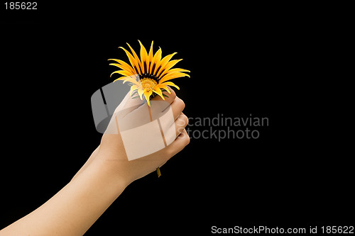 Image of yellow flower