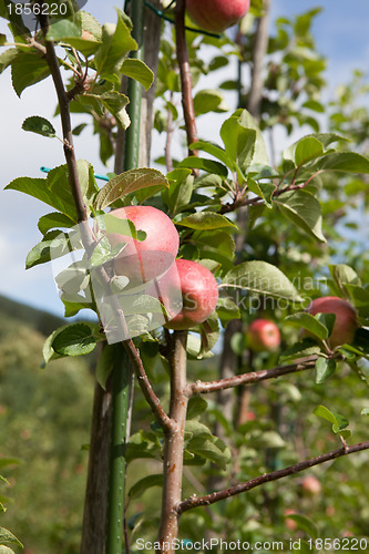 Image of Ripe Apples