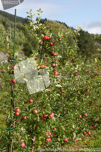 Image of Ripe Apples