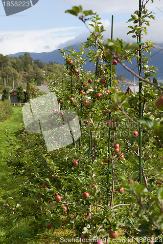 Image of Ripe Apples