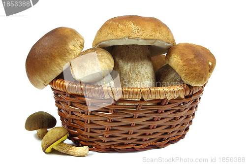 Image of Mushrooms