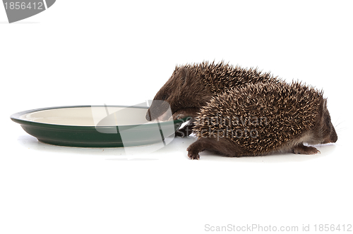 Image of two hedgehogs