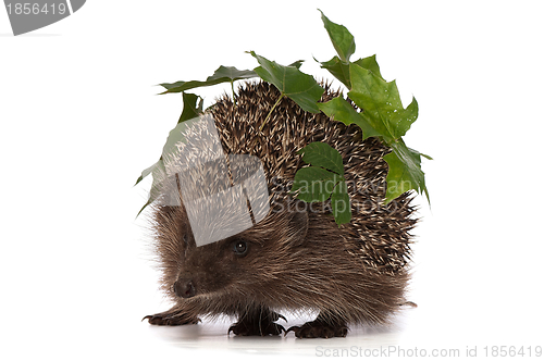 Image of hedgehog