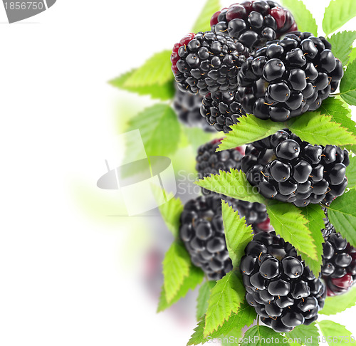 Image of Blackberry