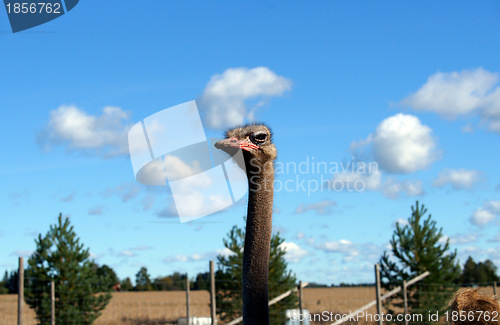 Image of Ostrich