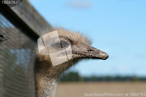 Image of Ostrich