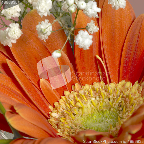 Image of gerbera flower closeup